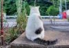 後ろを向く猫
