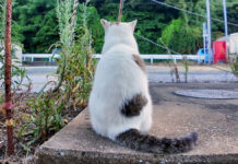 後ろを向く猫