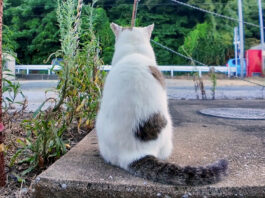 後ろを向く猫