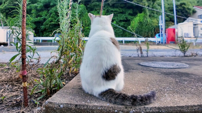 後ろを向く猫