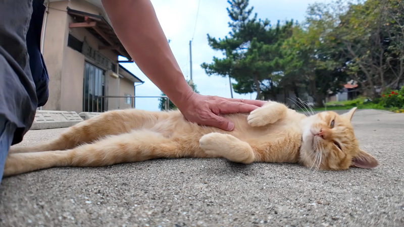 ナデナデを堪能する猫