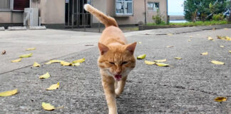 顔を見ると向かってくる猫