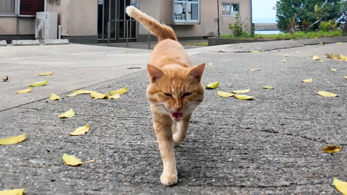 顔を見ると向かってくる猫