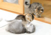 喧嘩しまくる子猫達
