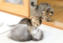 喧嘩しまくる子猫達