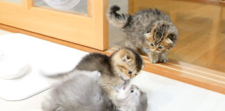 喧嘩しまくる子猫達