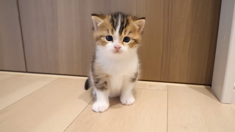 冒険する子猫
