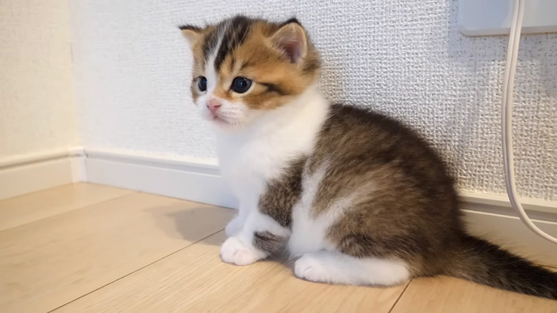 動揺する子猫