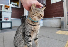 ナデナデされる猫