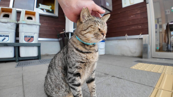 ナデナデされる猫