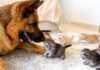 子猫に突撃される犬