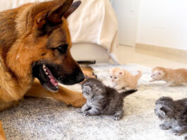 子猫に突撃される犬