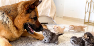 子猫に突撃される犬