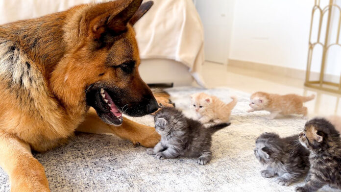 子猫に突撃される犬