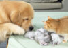 子猫の世話をする犬