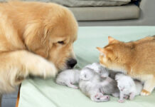 子猫の世話をする犬