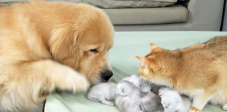 子猫の世話をする犬
