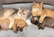 子犬を抱きしめる猫達
