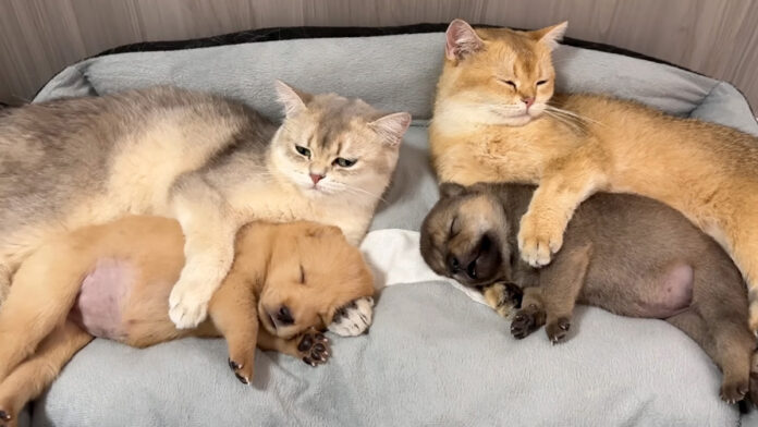 子犬を抱きしめる猫達