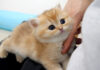 飼い主さんにくっつく子猫