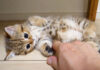 くすぐられる子猫