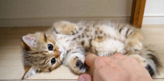 くすぐられる子猫