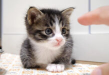 指が気になる子猫