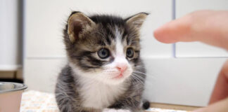 指が気になる子猫