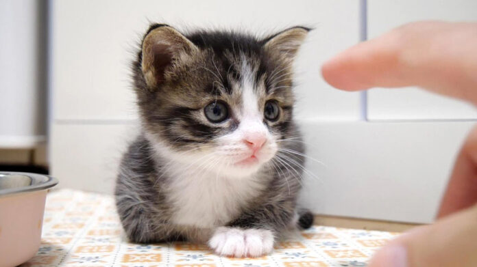 指が気になる子猫