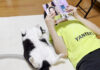 お兄ちゃんと一緒に漫画を読む猫