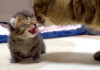 母猫にかまって欲しい子猫
