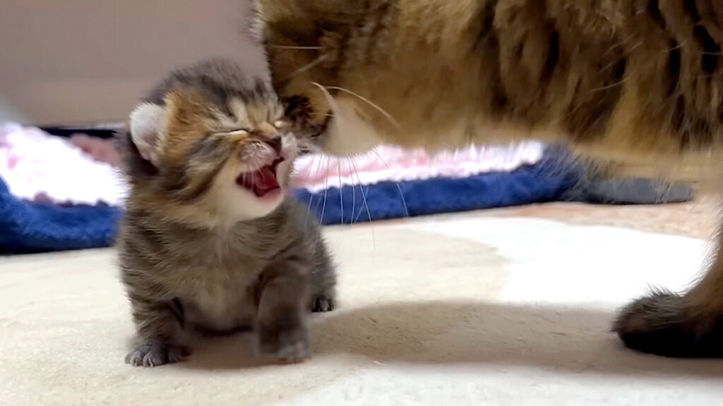 やまねこ♡　他の方はいいね、コメントご遠慮くださいね。 mazacon_neko_title-1024x576.jpg