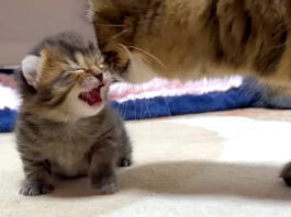 母猫にかまって欲しい子猫