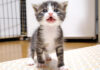 ミルクが飲みたい子猫