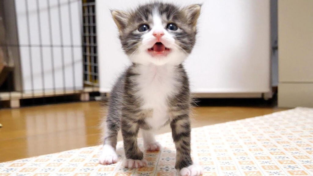 ミルクにする？」とママに尋ねられると、「ミルクにする！」と元気な声