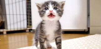 ミルクが飲みたい子猫
