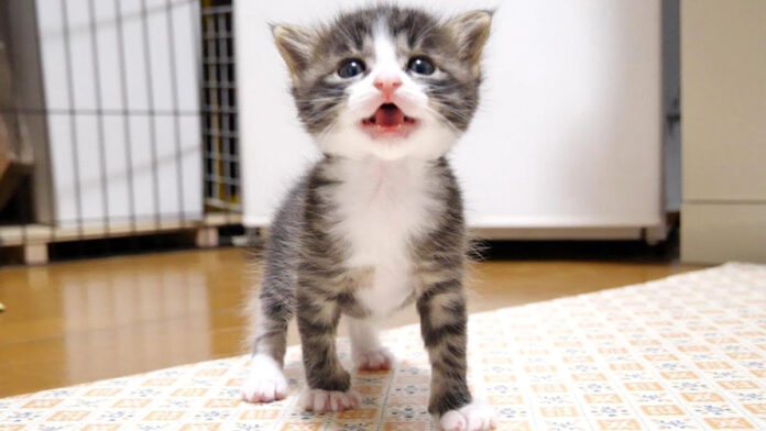 ミルクが飲みたい子猫