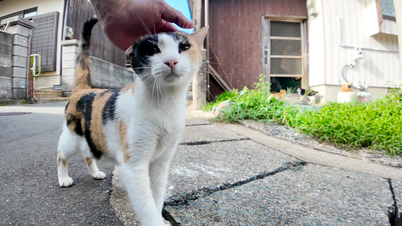 撫でられる猫