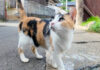 港町の路地裏で出会った猫