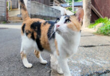 港町の路地裏で出会った猫