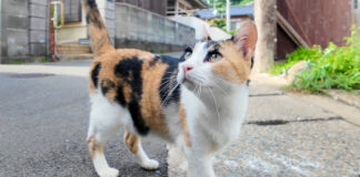 港町の路地裏で出会った猫