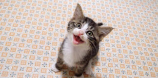 ご飯が待ち切れない子猫