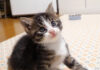 猫じゃらしに夢中の子猫