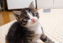 猫じゃらしに夢中の子猫