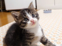 猫じゃらしに夢中の子猫