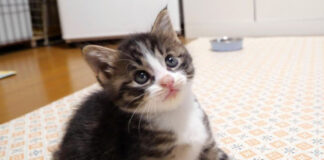 猫じゃらしに夢中の子猫