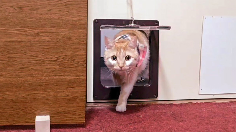 客室に入ってくる猫