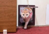 客室に入ってくる猫