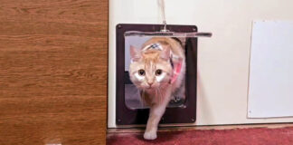 客室に入ってくる猫