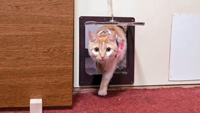 客室に入ってくる猫
